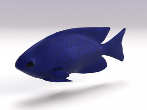 blue damselfish 3D Модель