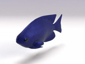 blue damselfish 3D Модель