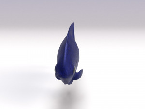 blue damselfish 3D Модель