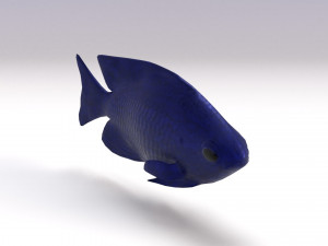 blue damselfish 3D Модель