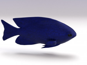 blue damselfish 3D Модель