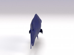 blue damselfish 3D Модель