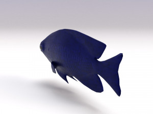 blue damselfish 3D Модель