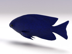 blue damselfish 3D Модель