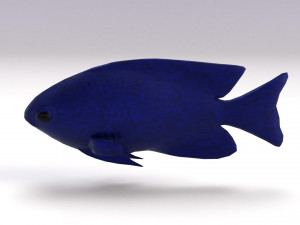 blue damselfish 3D Модель