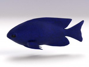 blue damselfish 3D Модель