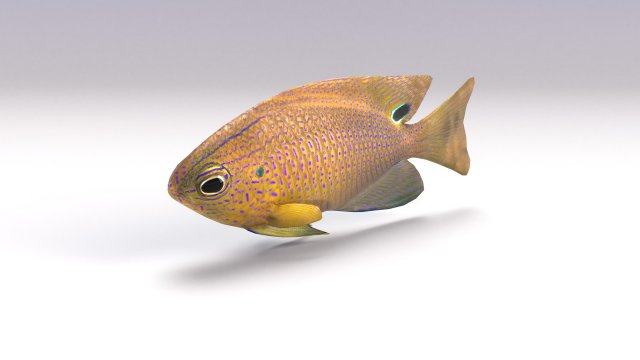 damselfish 3D Model .c4d .max .obj .3ds .fbx .stl .blend 