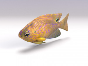 damselfish 3D Model