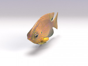 damselfish 3D Model