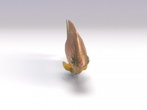 damselfish 3D Model