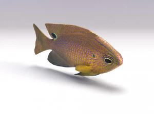 damselfish 3D Model