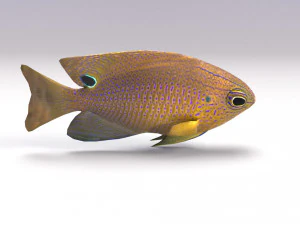 damselfish 3D Model