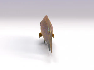 damselfish 3D Model