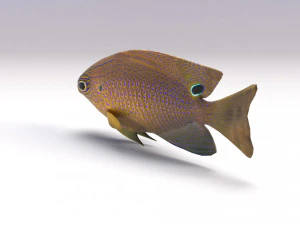 damselfish 3D Model