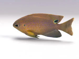 damselfish 3D Model