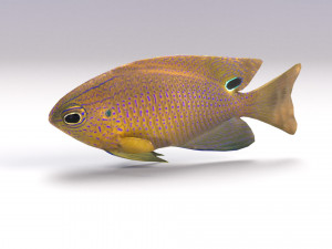 damselfish 3D Model