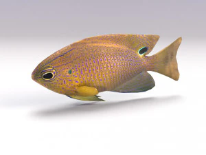damselfish 3D Model