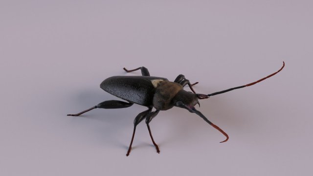 longhorn beetle Modèle 3D .c4d .max .obj .3ds .fbx .stl .blend 