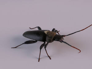 longhorn beetle Modèle 3D