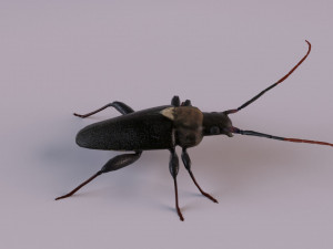 longhorn beetle Modèle 3D