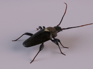 longhorn beetle Modèle 3D