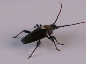 scarabeo dal corno lungo Modello 3D