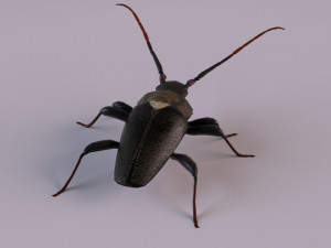 longhorn beetle Modèle 3D