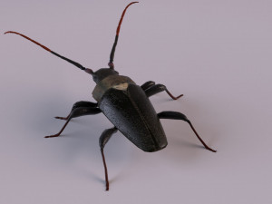longhorn beetle Modèle 3D