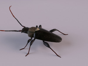 longhorn beetle Modèle 3D