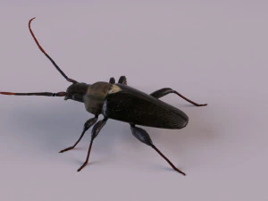 scarabeo dal corno lungo Modello 3D