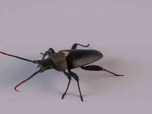 longhorn beetle Modèle 3D