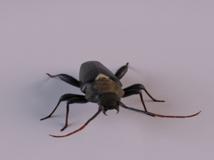 longhorn beetle Modèle 3D