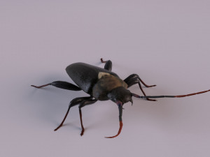 longhorn beetle Modèle 3D