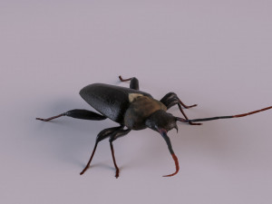 longhorn beetle Modèle 3D