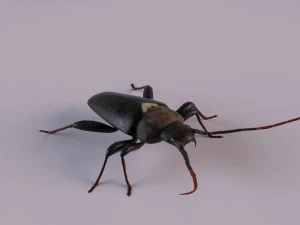 scarabeo dal corno lungo Modello 3D