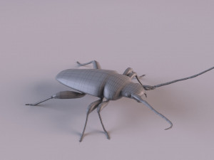 longhorn beetle Modèle 3D