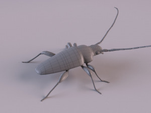 longhorn beetle Modèle 3D