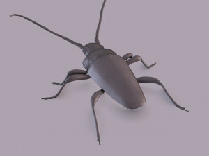 longhorn beetle printable Model do druku 3D