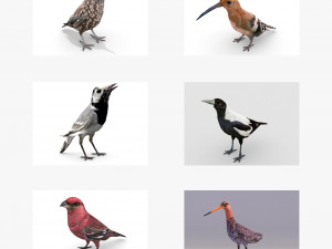european birds bundle 3D Model