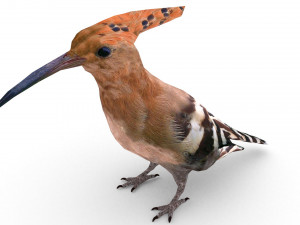 european birds bundle 3D Model