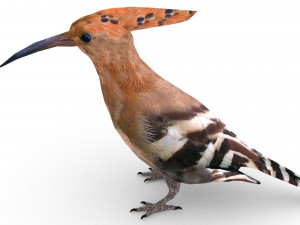 european birds bundle 3D Model