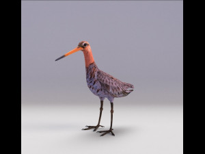 european birds bundle 3D Model