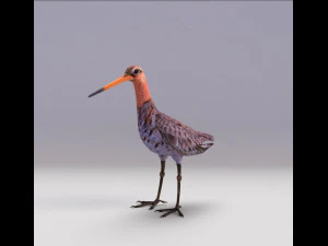 european birds bundle 3D Model
