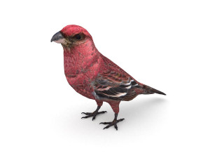 european birds bundle 3D Model