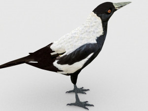european birds bundle 3D Model
