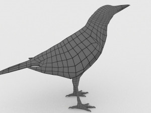 european birds bundle 3D Model