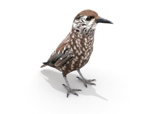 european birds bundle 3D Model