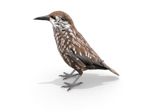 european birds bundle 3D Model