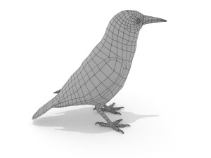 european birds bundle 3D Model
