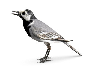 european birds bundle 3D Model